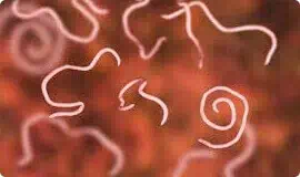 Eliminuje wszystkie gatunki pasożytów